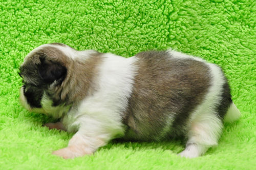 シーズー 子犬販売 ペットショップ シーズー ブリーダー 子犬販売の専門店 AngelWan 血統書 JKC 出産情報