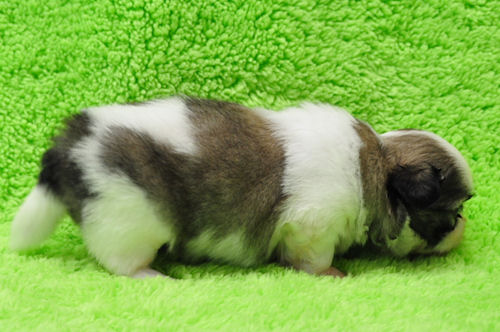 シーズー 販売情報 ペットショップ シーズー ブリーダー 子犬販売の専門店 AngelWan ANA JAL 空輸 陸送 全国