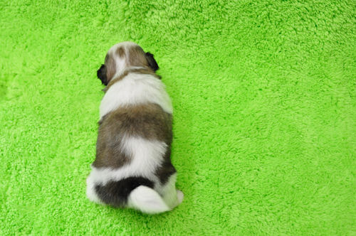 シーズー 鼻ペチャ かわいい シーズー ブリーダー 子犬販売の専門店 AngelWan ペットショップ 横浜 神奈川