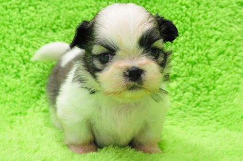 シーズー ペットショップ 横浜 シーズー ブリーダー 子犬販売の専門店 AngelWan トリミング モデル カット