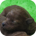 トイプードル　ブリーダー　子犬販売の専門店　AngelWan　横浜