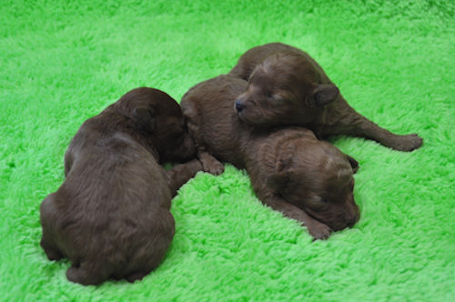 トイプードル　ブリーダー　子犬販売の専門店　AngelWan　川崎　ペットショップ　神奈川