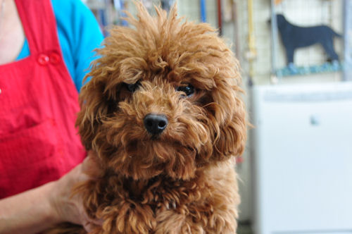 トイプードル　ブリーダー　子犬販売の専門店 AngelWan　東京　千葉　埼玉　福岡　兵庫