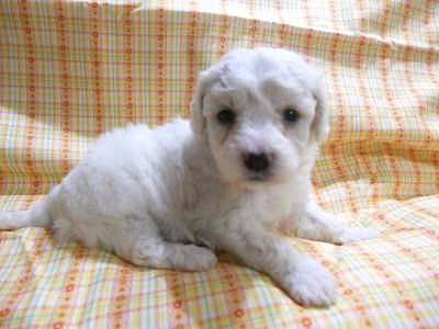 ビションフリーゼ ペット通販 子犬情報 ビションフリーゼ ブリーダー 子犬販売の専門店 AngelWan 青葉区 港北区 都筑区