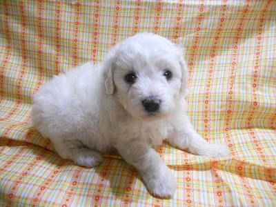 ビションフリーゼ　ブリーダー　子犬販売の専門店　AngelWan　東京　神奈川　大阪　兵庫