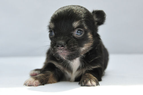 チワワ　ロングコート　ブリーダー　子犬販売の専門店　AngelWan　港北区　都筑区　緑区