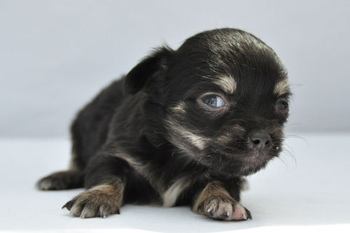 チワワ ブラックタン 仔犬情報 チワワ ロングコート ブリーダー 子犬販売の専門店 AngelWan 愛媛 熊本 静岡