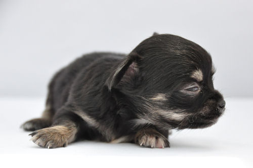 チワワ 子犬直販 ブリーダー チワワ ロングコート ブリーダー 子犬販売の専門店 AngelWan 藤沢 町田 川崎