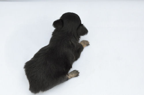 CHIHUAHUA 仔犬 ペットショップ チワワ ロングコート ブリーダー 子犬販売の専門店 AngelWan ANA JAL 空輸