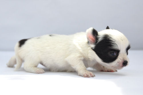 チワワ ペットショップ 神奈川 チワワ ロングコート ブリーダー 子犬販売の専門店 AngelWan 小ぶり 小田原 鎌倉