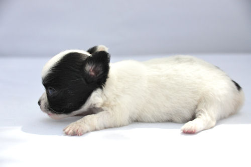 チワワ ブリーダー直販 仔犬販売 チワワ ロングコート ブリーダー 子犬販売の専門店 AngelWan 人気犬種 小型犬