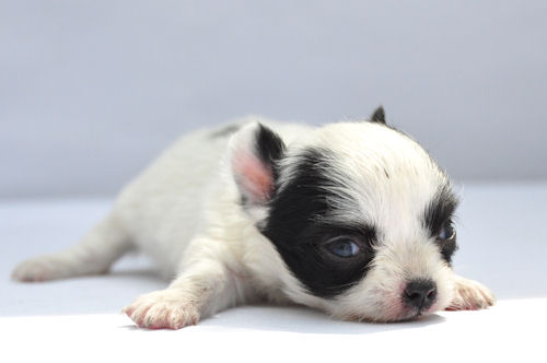 チワワ モーモー柄 かわいい チワワ ロングコート ブリーダー 子犬販売の専門店 AngelWan 極小 ペットショップ