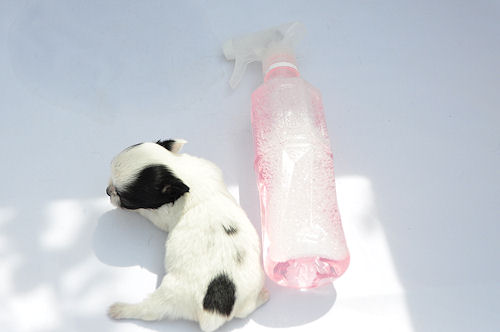 チワワ　ロングコート　ブリーダー　子犬販売の専門店　AngelWan　逗子　葉山　世田谷