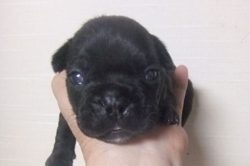 フレンチブルドッグ　ブリーダー　子犬販売の専門店　AngelWan　横浜市　旭区　戸塚区
