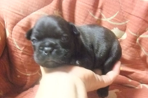 フレンチブルドッグ　ブリーダー　子犬販売の専門店　AngelWan　横浜　ペットショップ