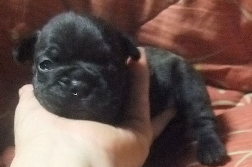 フレンチブルドッグ　ブリーダー　子犬販売の専門店　AngelWan　神奈川　ペットショップ