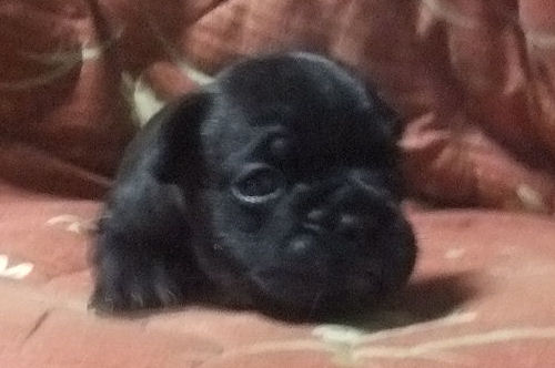 フレンチブルドッグ　ブリーダー　子犬販売の専門店　AngelWan　東京　千葉　埼玉　群馬