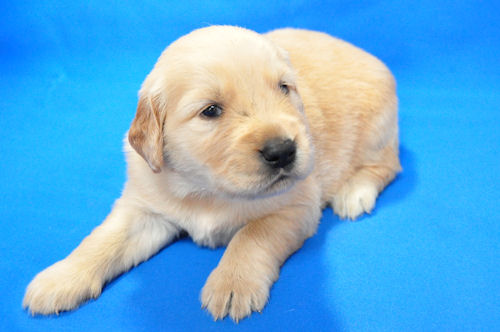 ゴールデンレトリバー ブリーダー子犬販売 ペットショップ ゴールデンレトリーバー ブリーダー 子犬販売の専門店 AngelWan 川崎 町田 相模原