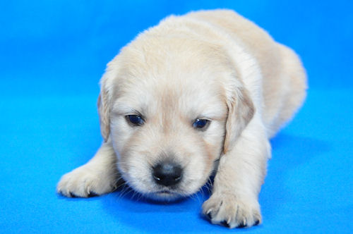 ゴールデンレトリバー　ブリーダー　子犬販売の専門店　AngelWan　東京都　ペットショップ