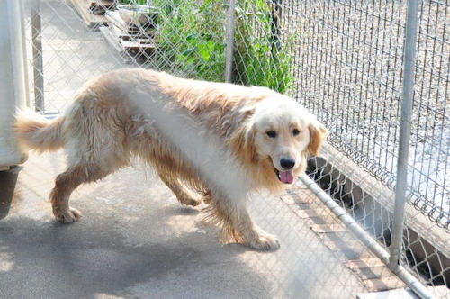 父犬 チャンピオン グンマフクシマ ゴールデンレトリーバー 代々血統優秀 ゴールデンレトリバー ブリーダー 子犬販売の専門店 AngelWan 横浜