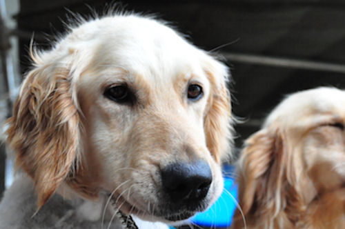 ゴールデンレトリーバー 母犬 ブリーダー直販 仔犬出産情報 ゴールデンレトリバー ブリーダー 犬販売の専門店 ngelWan 港北区 都筑区 青葉区