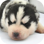 シベリアンハスキー　ブリーダー　子犬販売の専門店　AngelWan　横浜