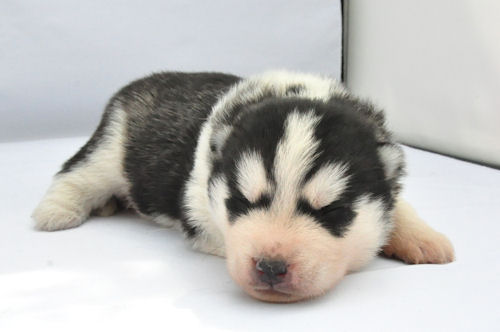 シベリアンハスキー　ブリーダー　子犬販売の専門店 AngelWan　福岡　広島　岡山　愛知