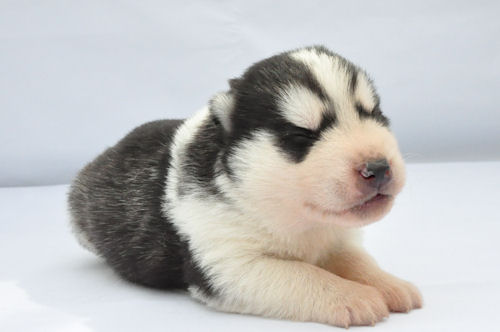 シベリアンハスキー　ブリーダー　子犬販売の専門店　AngelWan　町田　川崎　相模原