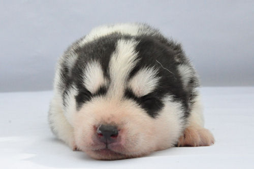 シベリアンハスキー　ブリーダー　子犬販売の専門店 AngelWan　青森　秋田　岩手　福島