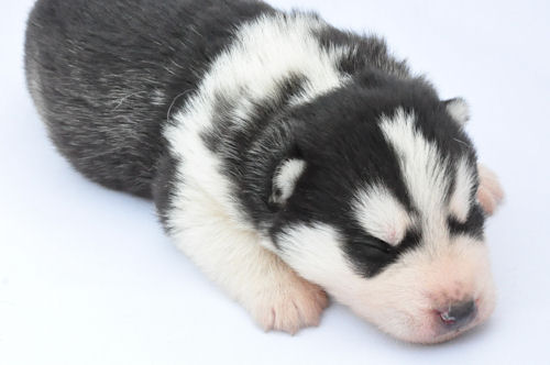 シベリアンハスキー　ブリーダー　子犬販売の専門店 AngelWan　藤沢　宮城　長野　山梨