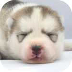 シベリアンハスキー　ブリーダー　子犬販売の専門店　AngelWan　横浜