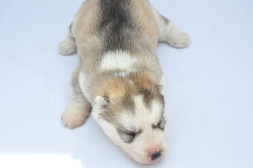 シベリアンハスキー　ブリーダー　子犬販売の専門店 AngelWan　港北区　都筑区　青葉区