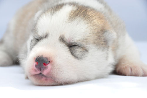 シベリアンハスキー　ブリーダー　子犬販売の専門店　AngelWan　緑区　港南区　磯子区