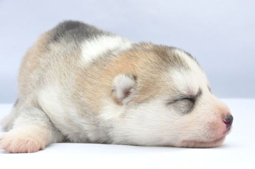 シベリアンハスキー　ブリーダー　子犬販売の専門店 AngelWan　兵庫　大阪　京都　広島