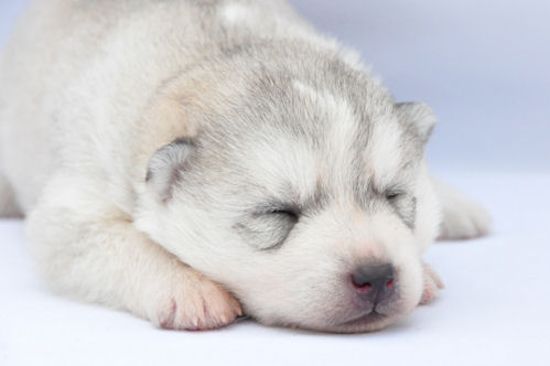 シベリアンハスキー　ブリーダー　子犬販売の専門店 AngelWan　大型犬　繁殖　JKC