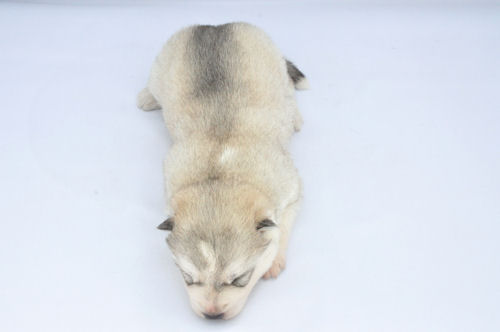 シベリアンハスキー　ブリーダー　子犬販売の専門店　AngelWan　出産情報　ブリーダー