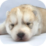 シベリアンハスキー　ブリーダー　子犬販売の専門店　　AngelWan　横浜