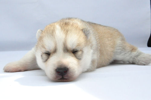 シベリアンハスキー　ブリーダー　子犬販売の専門店 AngelWan　TOKYO　YOKOHAMA
