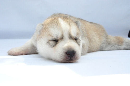 シベリアンハスキー　ブリーダー　子犬販売の専門店　　AngelWan　般若顔　歌舞伎