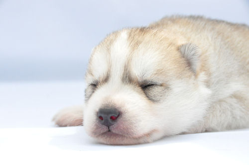 シベリアンハスキー　ブリーダー　子犬販売の専門店　AngelWan　茅ヶ崎　小田原　湘南　