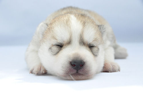 シベリアンハスキー　ブリーダー　子犬販売の専門店 AngelWan　世田谷区　都内　ペット　