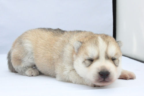 シベリアンハスキー　ブリーダー　子犬販売の専門店 AngelWan　千葉　埼玉　群馬　茨城