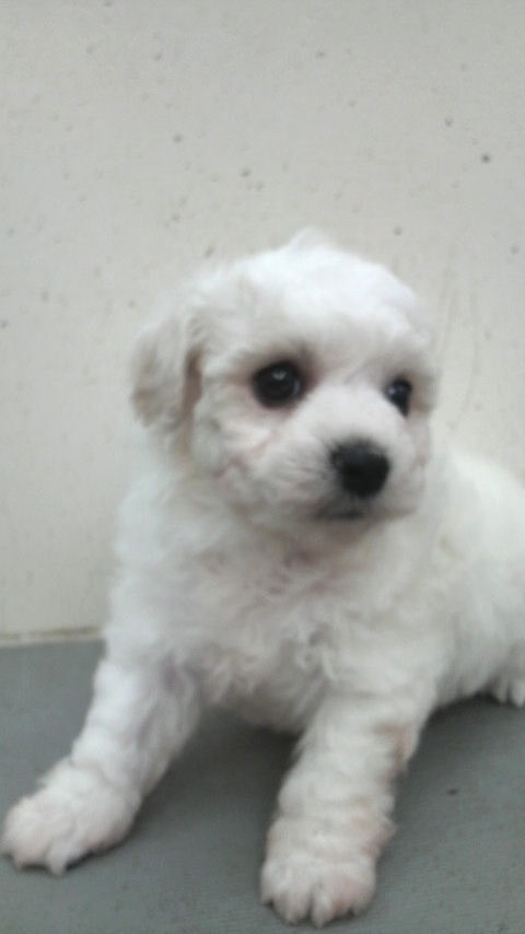 ビションフリーゼ　ブリーダー　子犬販売の専門店　AngelWan　東京　千葉　埼玉　神奈川