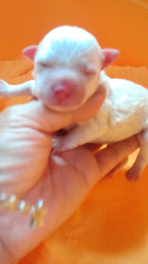 ビションフリーゼ　ブリーダー　子犬販売の専門店　AngelWan　川崎　町田　相模原　藤沢