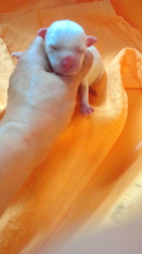 ビションフリーゼ　ブリーダー　子犬販売の専門店　AngelWan　ペットショップ　見学可能