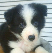 ボーダーコリー　ブリーダー　子犬販売の専門店　AngelWan　横浜