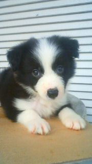 ボーダーコリー　ブリーダー　子犬販売の専門店　AngelWan　JKC　川崎　町田　相模原　