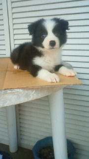 ボーダーコリー　ブリーダー　子犬販売の専門店　AngelWan　東京　神奈川　千葉　埼玉