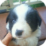 ボーダーコリーの子犬 ブラック&ホワイト オス ボーダーコリー ブリーダー 子犬販売の専門店 AngelWan 横浜