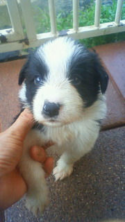 ボーダーコリー JKC 血統書付き ボーダーコリー ブリーダー 子犬販売の専門店 AngelWan ペットショップ 見学可能